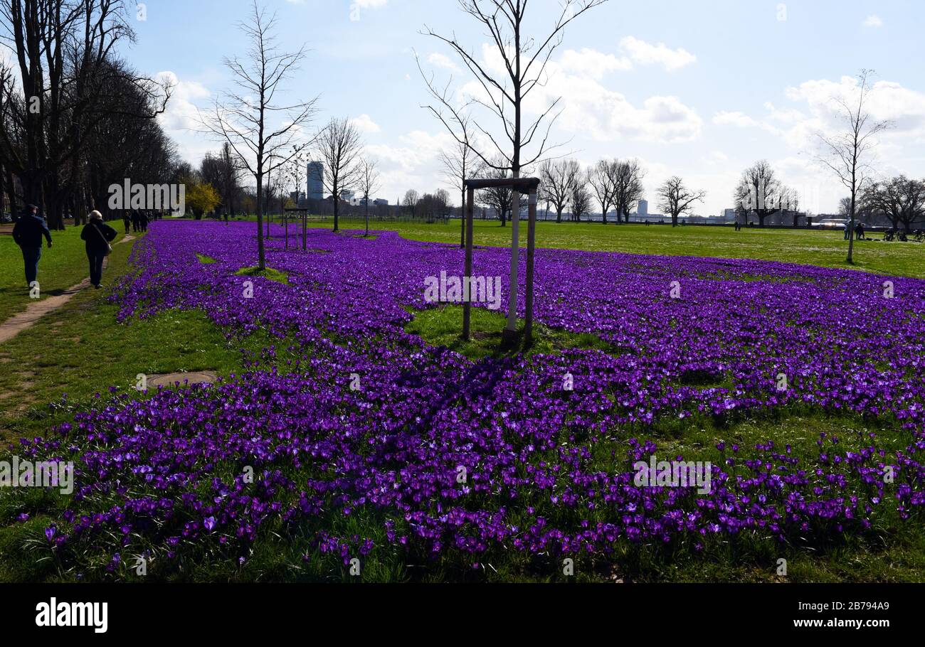 Düsseldorf, Deutschland. März 2020. "Das blaue Band", ein millionenfach blühender Krokusse im Rheinpark im Landkreis Golzheim. Kredit: Horst Ossinger / dpa / Alamy Live News Stockfoto