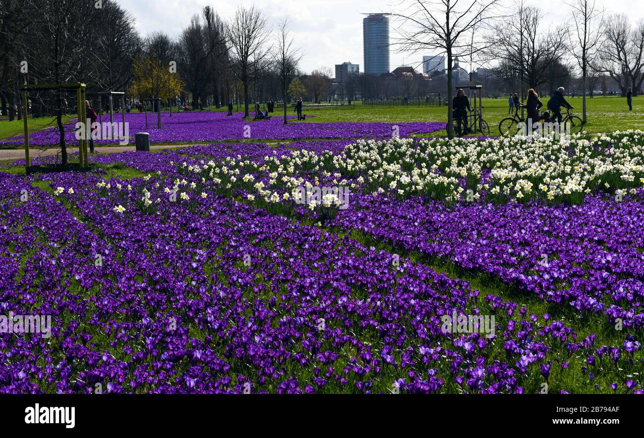 Düsseldorf, Deutschland. März 2020. "Das blaue Band", ein millionenfach blühender Krokusse und Narzissen im Rheinpark im Landkreis Golzheim. Kredit: Horst Ossinger / dpa / Alamy Live News Stockfoto