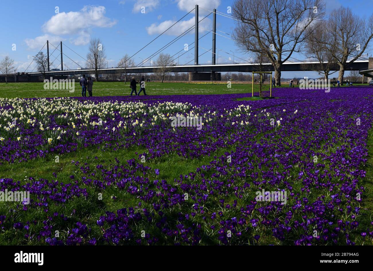 Düsseldorf, Deutschland. März 2020. "Das blaue Band", ein millionenfach blühender Krokusse im Rheinpark im Landkreis Golzheim, mit der Theodord-Heuss-Rheinbrücke im Hintergrund Credit: Horst Ossinger / dpa / Alamy Live News Stockfoto
