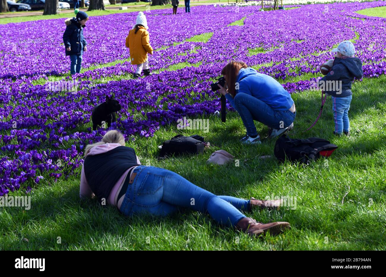 Düsseldorf, Deutschland. März 2020. Zwei Frauen fotografieren Hund und Kinder in "das Blaue Band", einem Feld von Millionen blühenden Krokuchen im Rheinpark im Kreis Golzheim. Kredit: Horst Ossinger / dpa / Alamy Live News Stockfoto