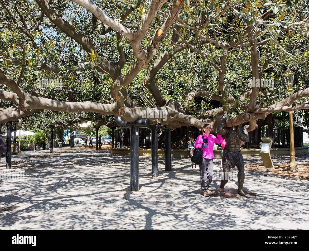Riesiger sich ausbreitender Gummibaum, zustzliche Sttzen, Ficus elastica,  El Gran Gomero, 164 Fu Verbreitung, Statue, Frau posiert, Sdamerika;  Argentinien; Buenos Ai Stockfotografie - Alamy