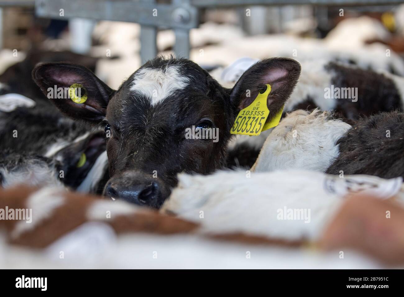 Diary Waden zum Verkauf auf einem Viehauktionsmarkt, Cumbria, Großbritannien. Stockfoto