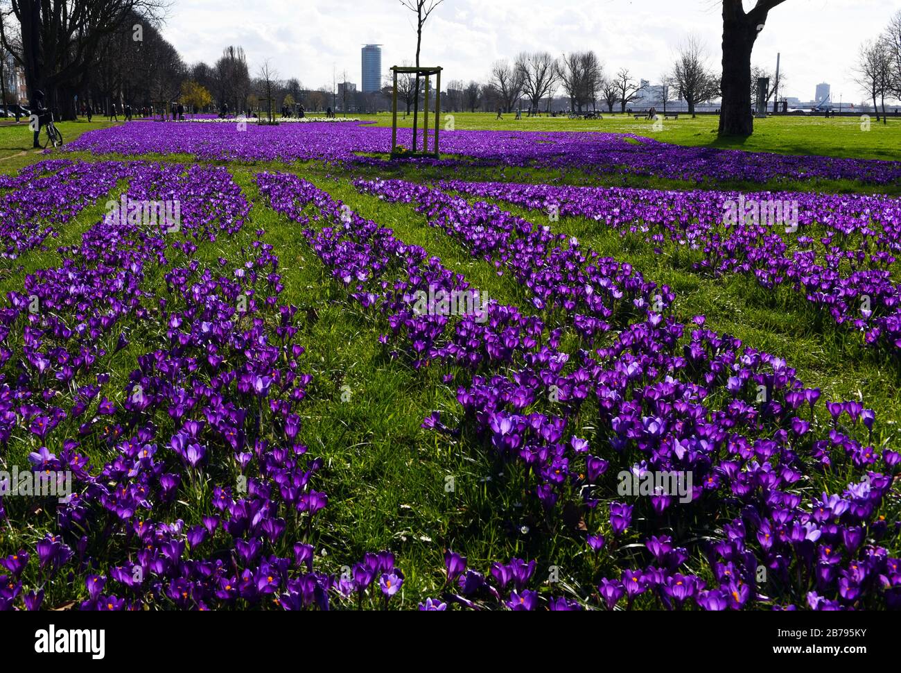 Düsseldorf, Deutschland. März 2020. "Das blaue Band", ein millionenfach blühender Krokusse im Rheinpark im Landkreis Golzheim. Kredit: Horst Ossinger / dpa / Alamy Live News Stockfoto