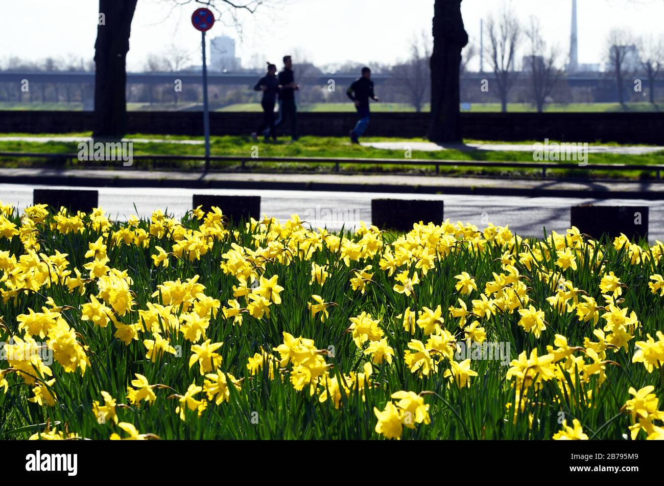 Düsseldorf, Deutschland. März 2020. Jogger gehen an einer Straße vorbei an einem blühenden Narzissen im Rheinpark im Kreis Golzheim. Kredit: Horst Ossinger / dpa / Alamy Live News Stockfoto
