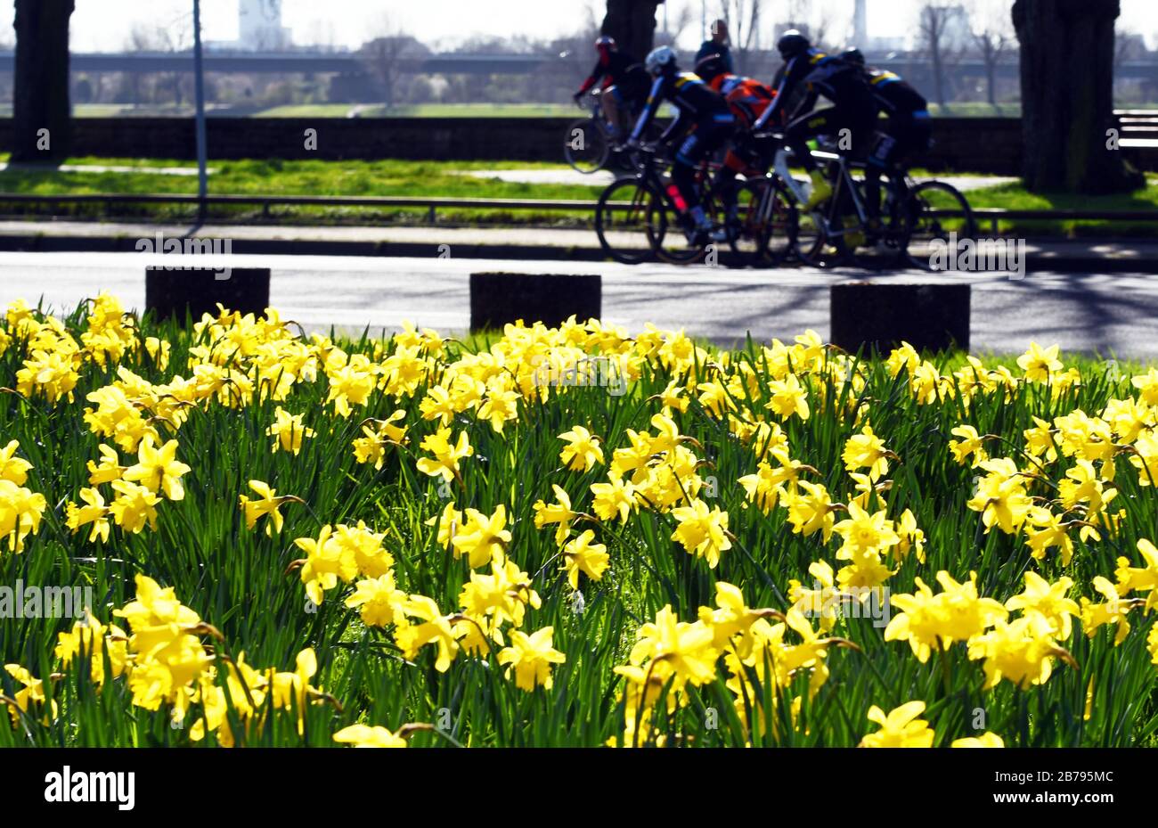 Düsseldorf, Deutschland. März 2020. Radeln auf einer Straße vorbei an einem blühenden Narzissen im Rheinpark im Kreis Golzheim. Kredit: Horst Ossinger / dpa / Alamy Live News Stockfoto