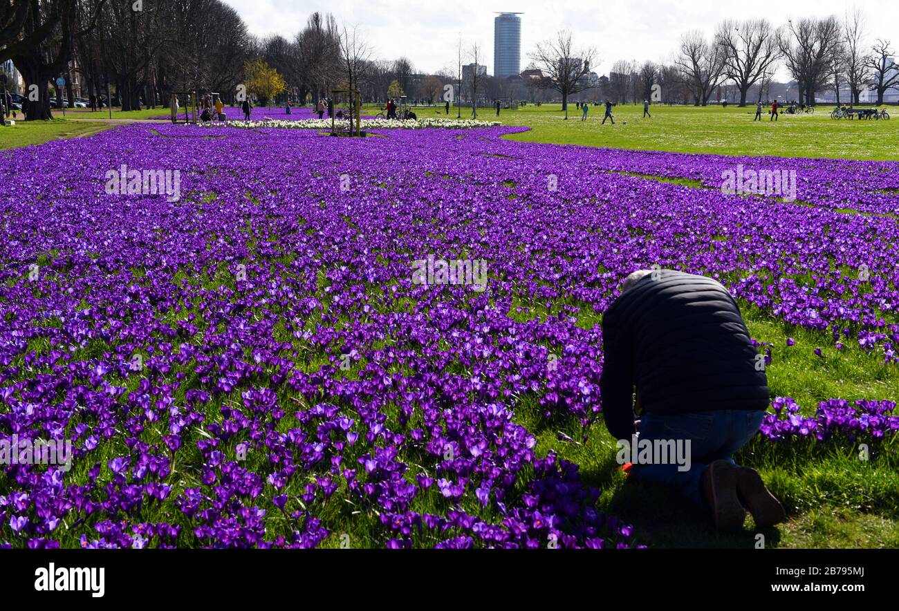 Düsseldorf, Deutschland. März 2020. Ein Mann fotografiert mit seinem Handy "Das blaue Band", ein Feld von Millionen blühenden Krokuchen im Rheinpark im Landkreis Golzheim. Kredit: Horst Ossinger / dpa / Alamy Live News Stockfoto