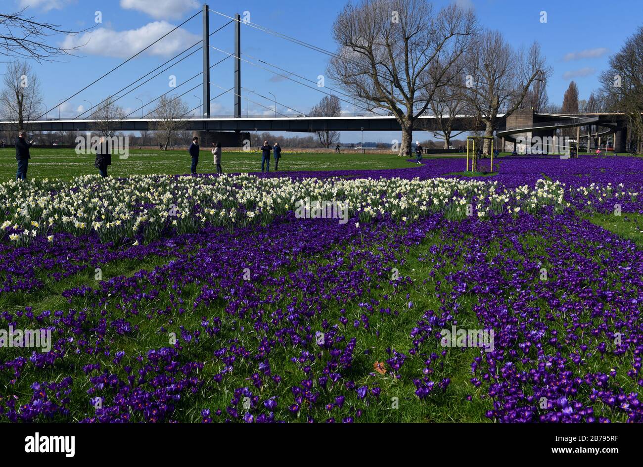 Düsseldorf, Deutschland. März 2020. "Das blaue Band", ein millionenfach blühender Krokusse und Narzissen im Rheinpark im Kreis Golzheim, mit der Theodord-Heuss-Rheinbrücke im Hintergrund Credit: Horst Ossinger//dpa/Alamy Live News Stockfoto