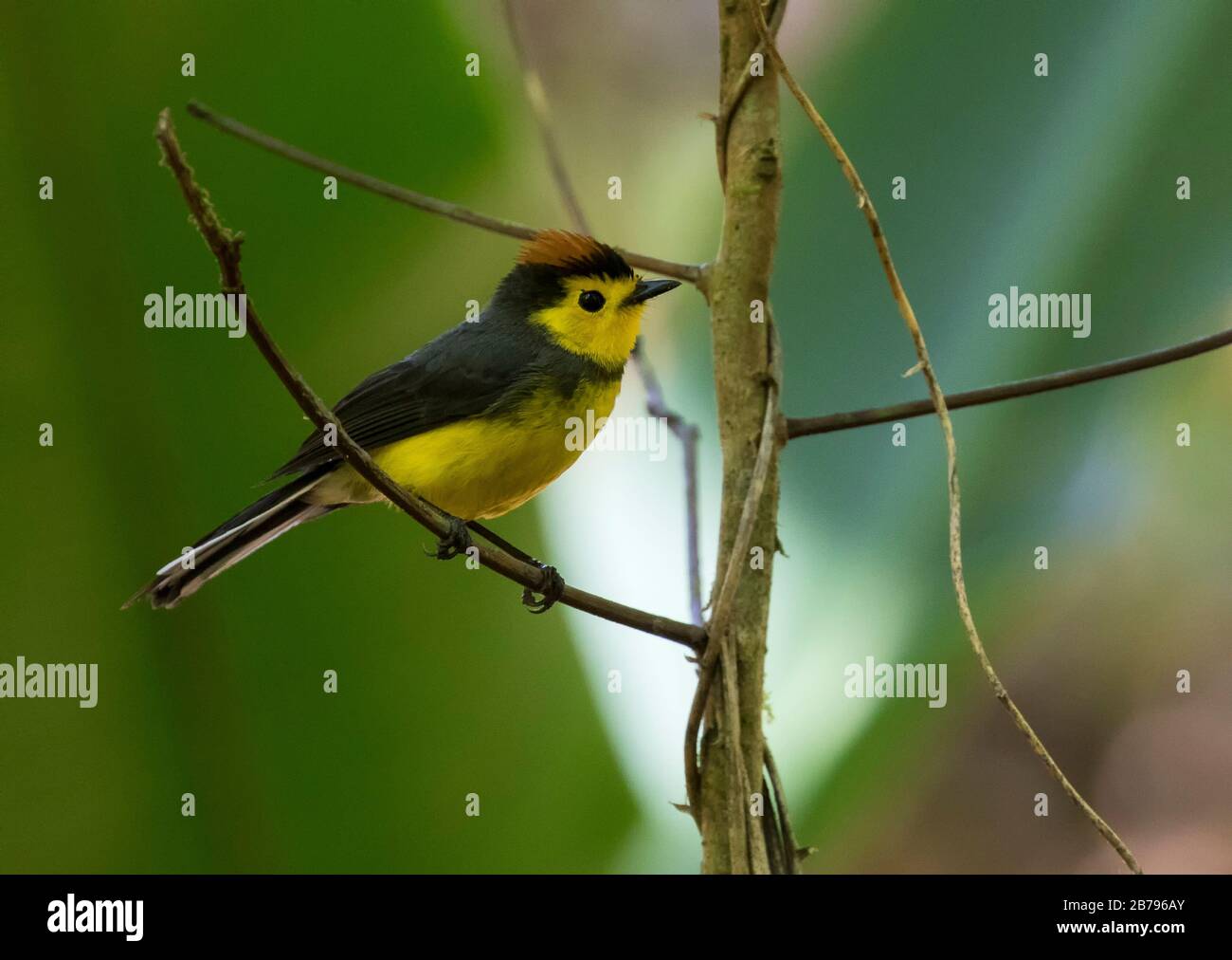 Halsbandweißestart Stockfoto