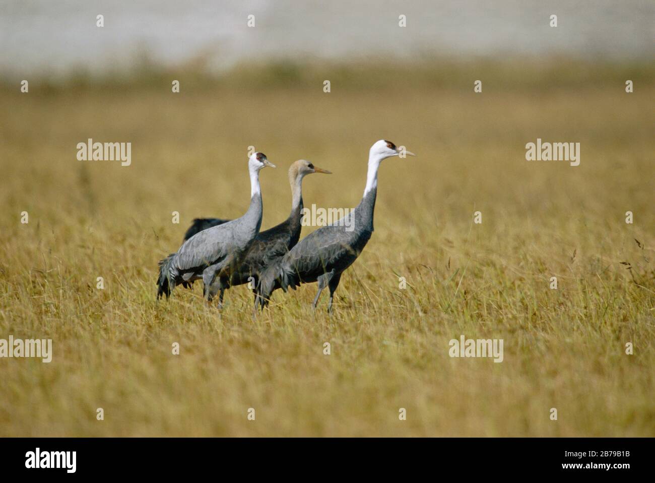Kranpaar mit Kapuze mit juvenilem {Grus monacha} Arasaki, Japan Stockfoto