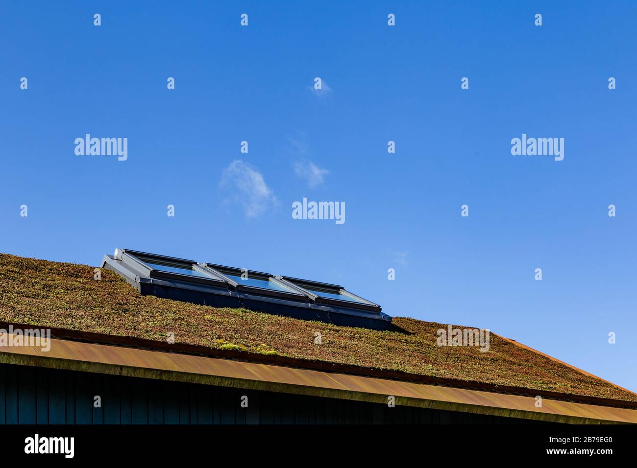 Modernes grünes Dach mit Fenster, die mit grünem und rotem Sedum für Isolierung und Heizung bedeckt sind Stockfoto