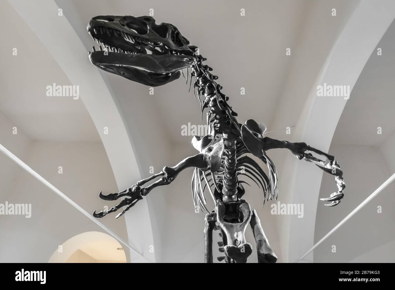 Lebensgroße Rekonstruktion des Skeletts eines Tyrannosaurus Rex in einem Museum. Stockfoto