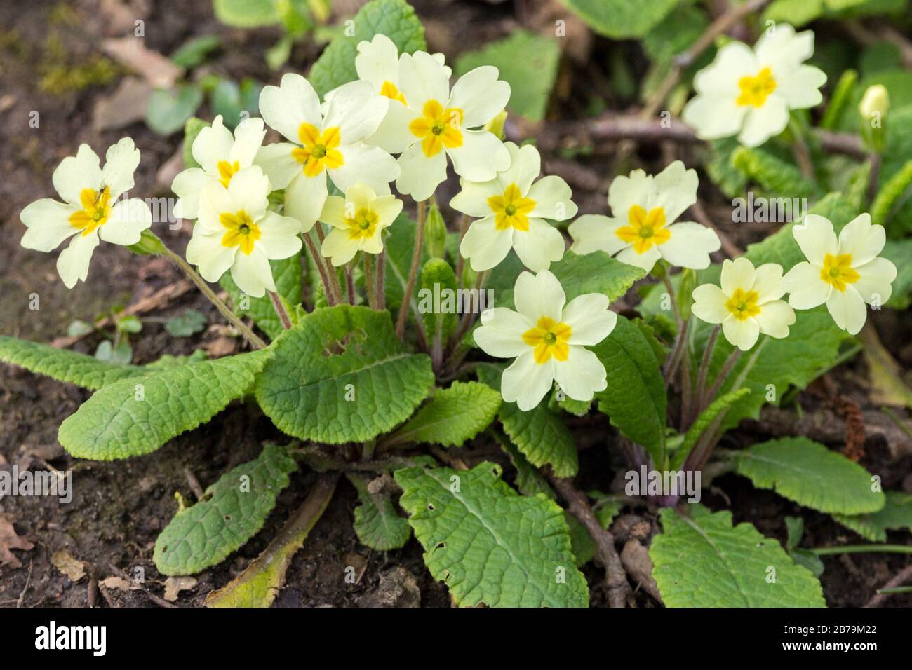 Primrose (Primula vulgaris) Vertraute mehrjährige Frühlingsblume Zitronengelb fünf blütenförmige Einzelblüten an langen behaarten Stielen mit ovalen, sich verjüngenden Blättern. Stockfoto