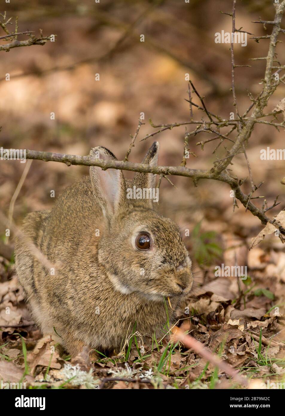 Kaninchen (Orycolagus cunniculus) führte heute häufig vorkommende Spiese ein. Braune graue Felle blasse Unterseite lange Ohren große Hinterbeine und Füße kleiner blasser Schwanz. Stockfoto