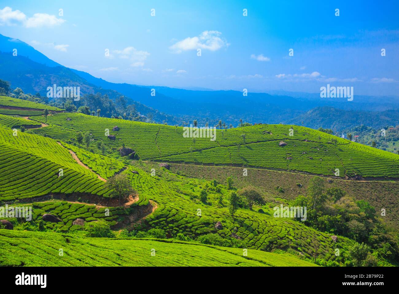 Teeplantagen in Munnar (Kerala) Stockfoto