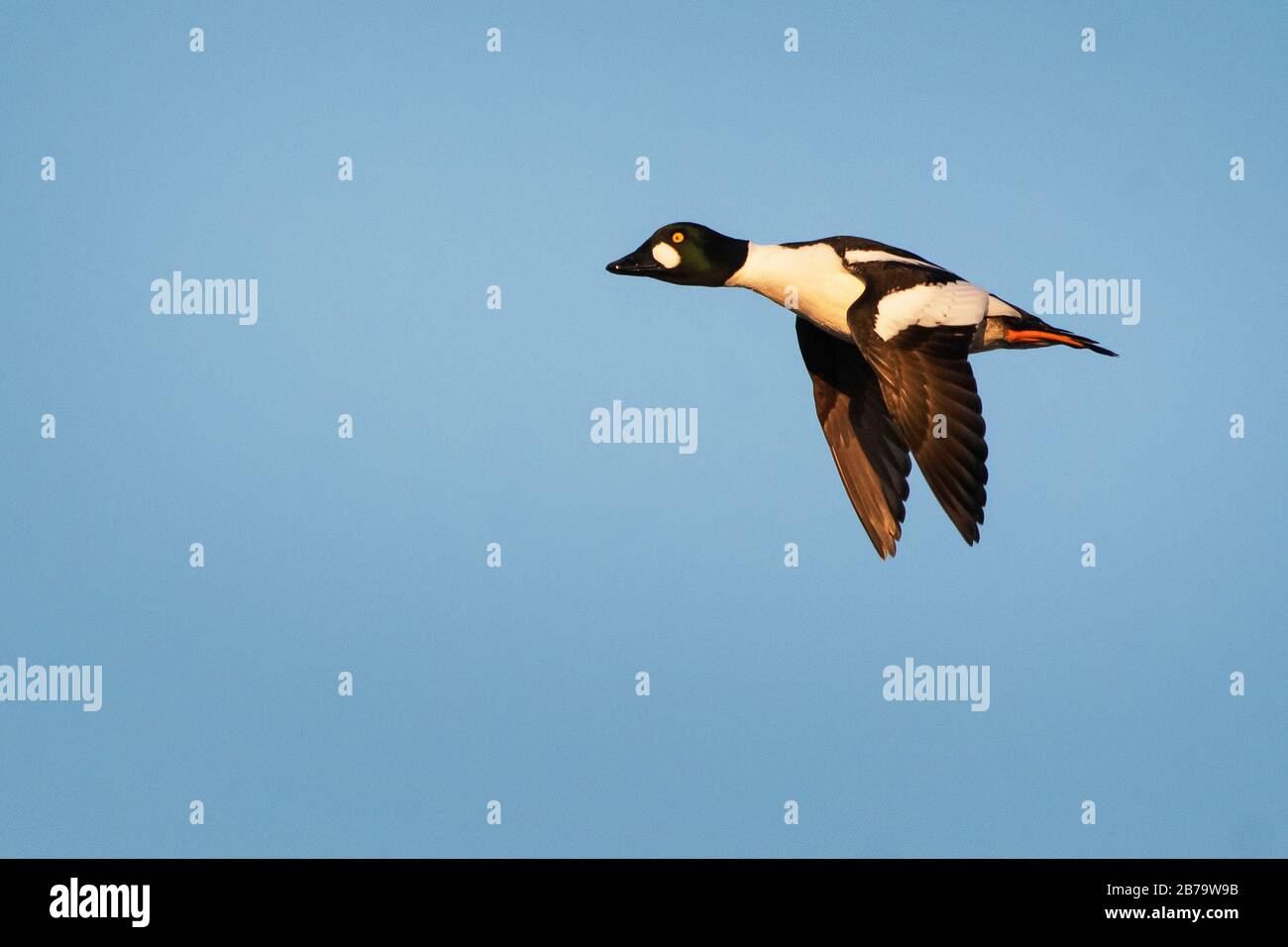 Drake goldeneye im Flug Stockfoto
