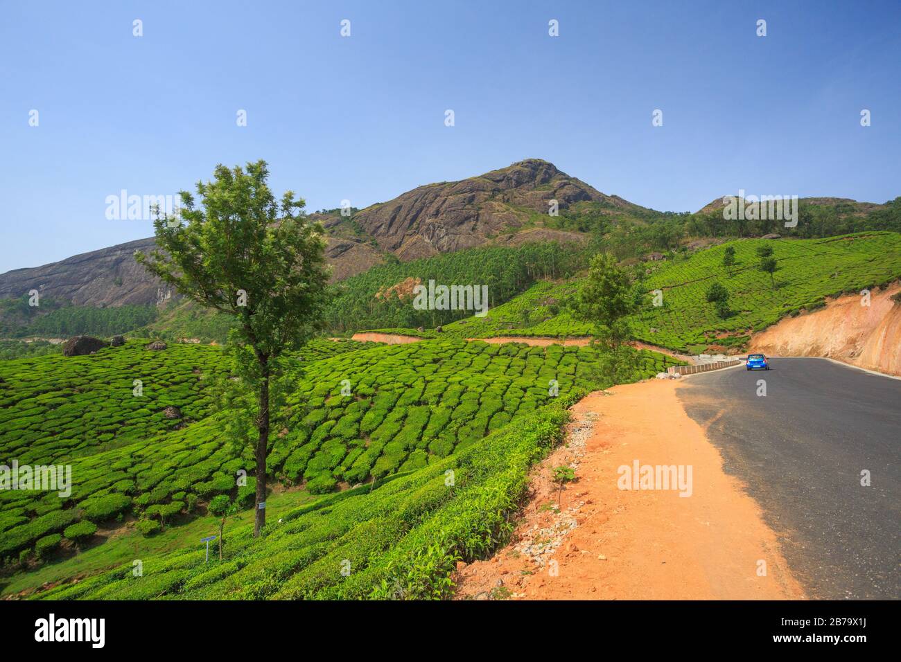 Kurvenreiche Straße entlang der wunderschönen Teeplantagen in den Hügeln von Munnar (Kerala, Indien) Stockfoto
