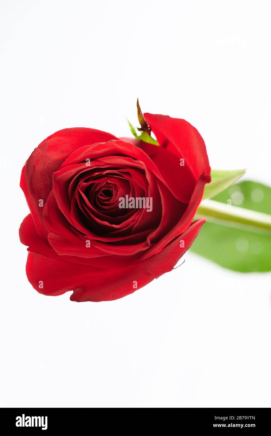 Roter Rosenkopfblume Draufsicht isoliert auf weißem Hintergrund Stockfoto