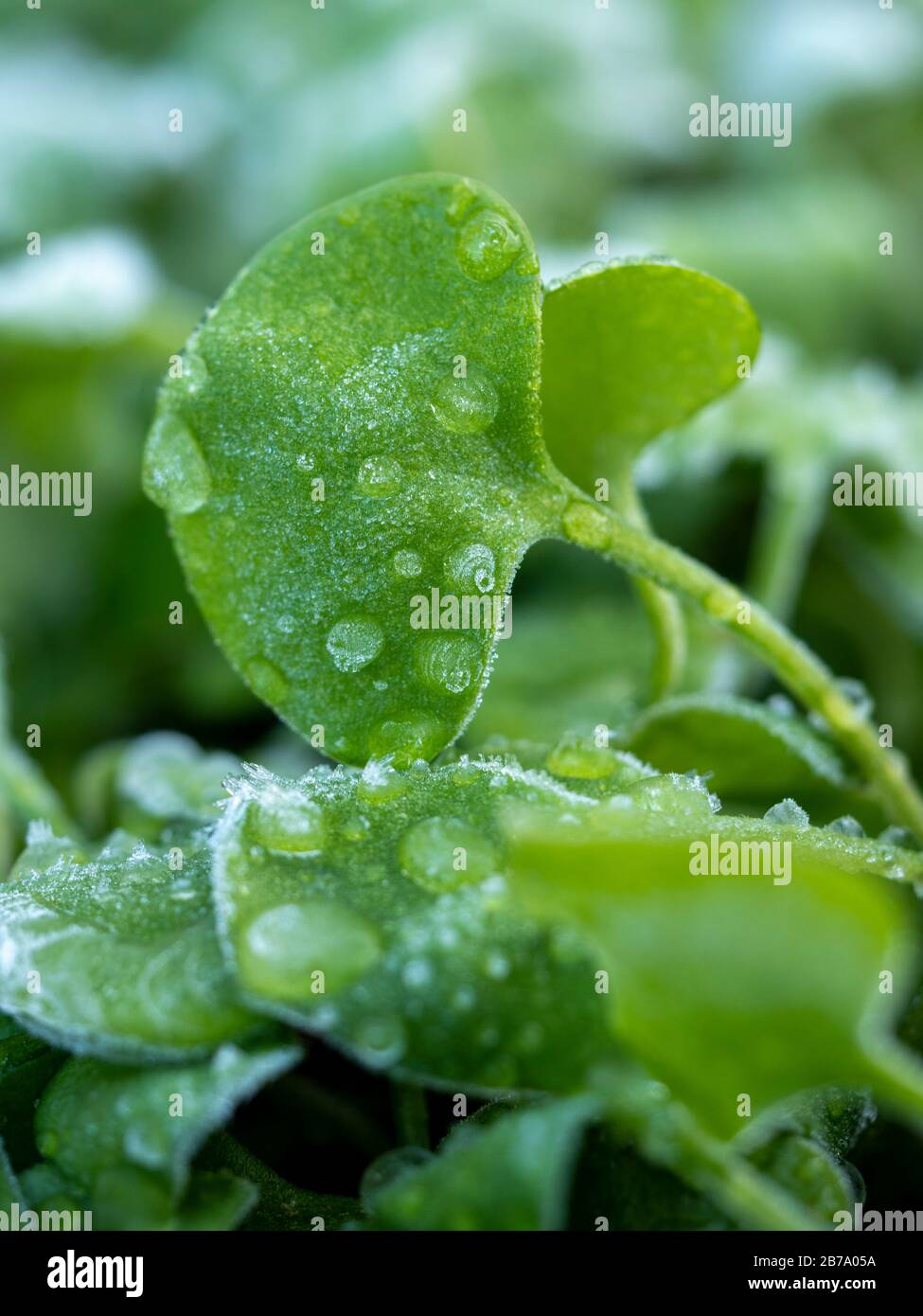 Winterpurslane (Claytonia perfoliata) mit Frost. Stockfoto