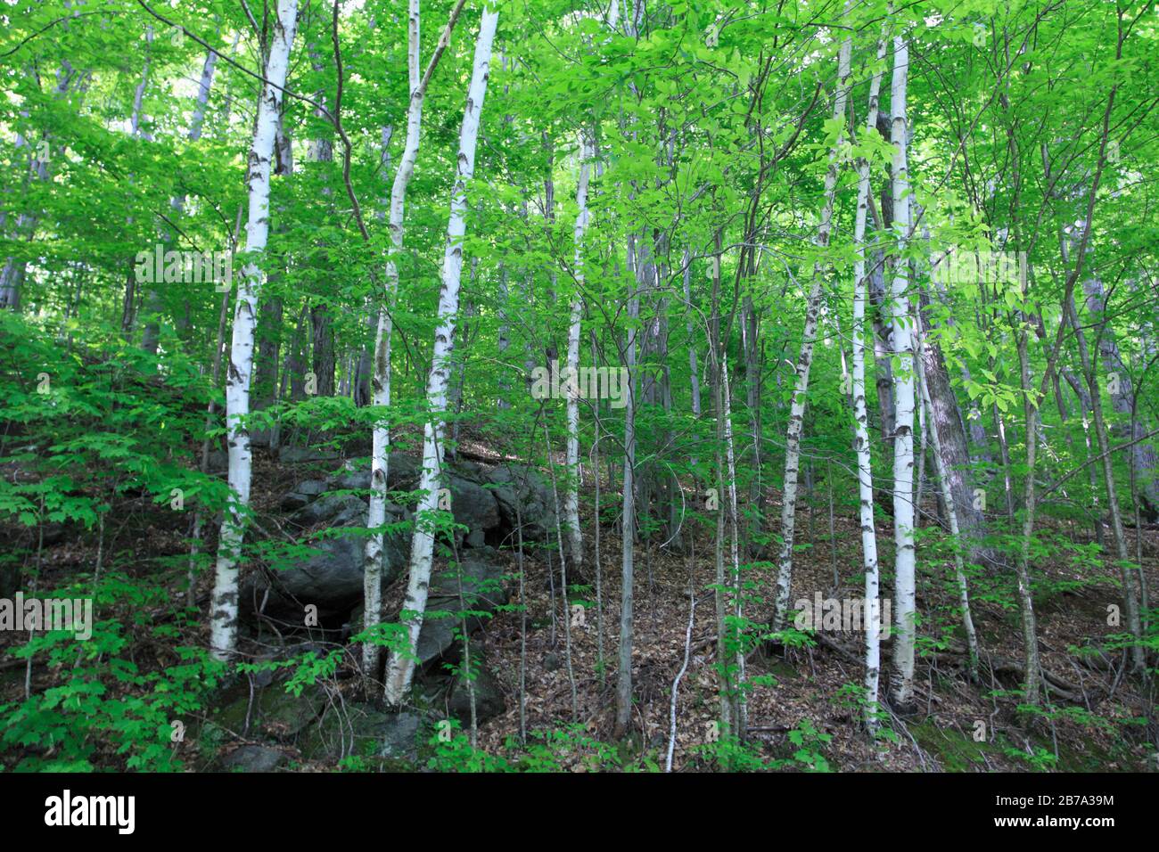Weiße oder silberne Birchbäume (Betula Papyrifera), White Mountain National Forest, New Hampshire, New England, USA Stockfoto