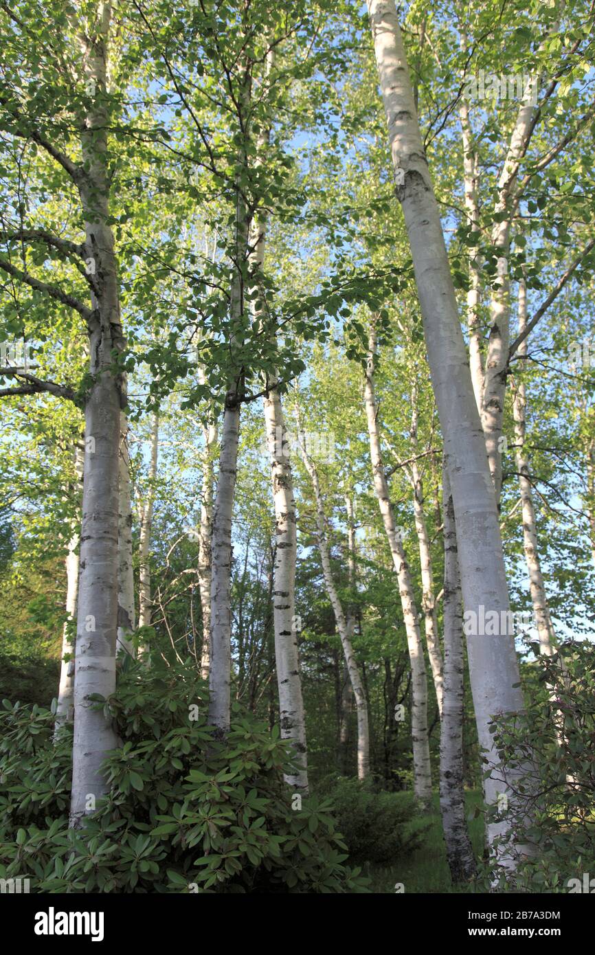 Weiße oder silberne Birchbäume (Betula Papyrifera), White Mountain National Forest, New Hampshire, New England, USA Stockfoto