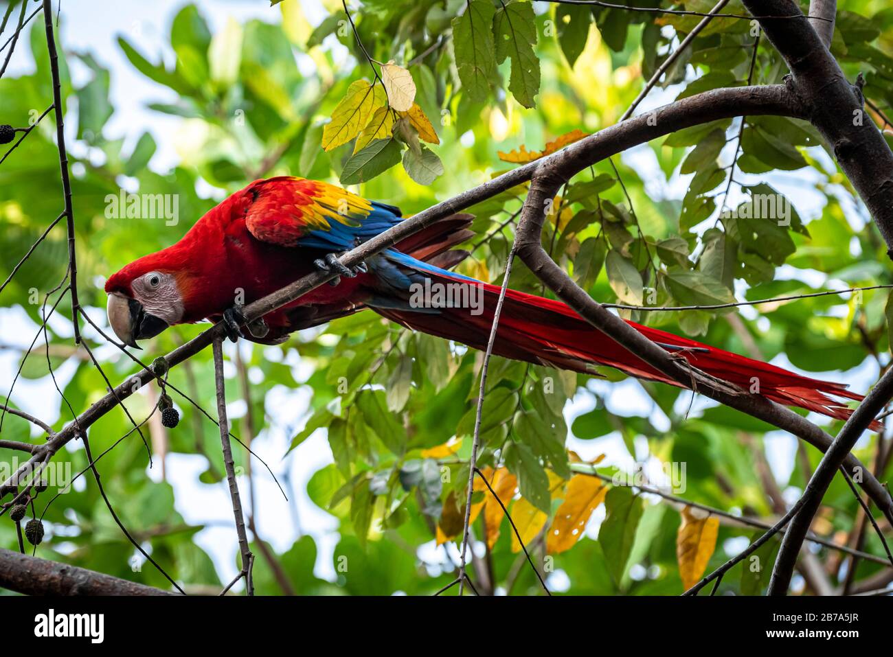 Scharlachrote Makaauffütterung von Obst auf einem Baumbild, das in Azuero Panama aufgenommen wurde Stockfoto
