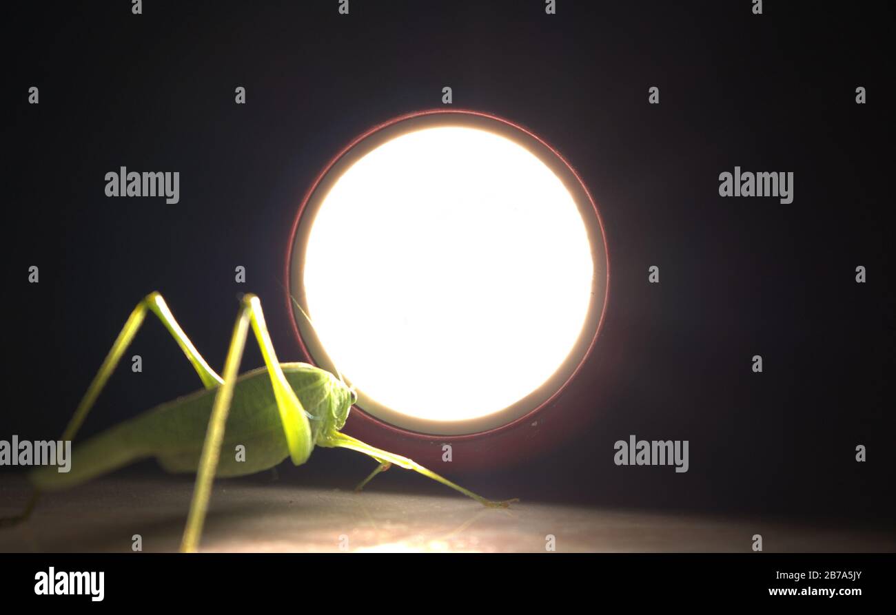 Heuschrecke angezogen vom Licht einer kleinen Lampe Stockfoto