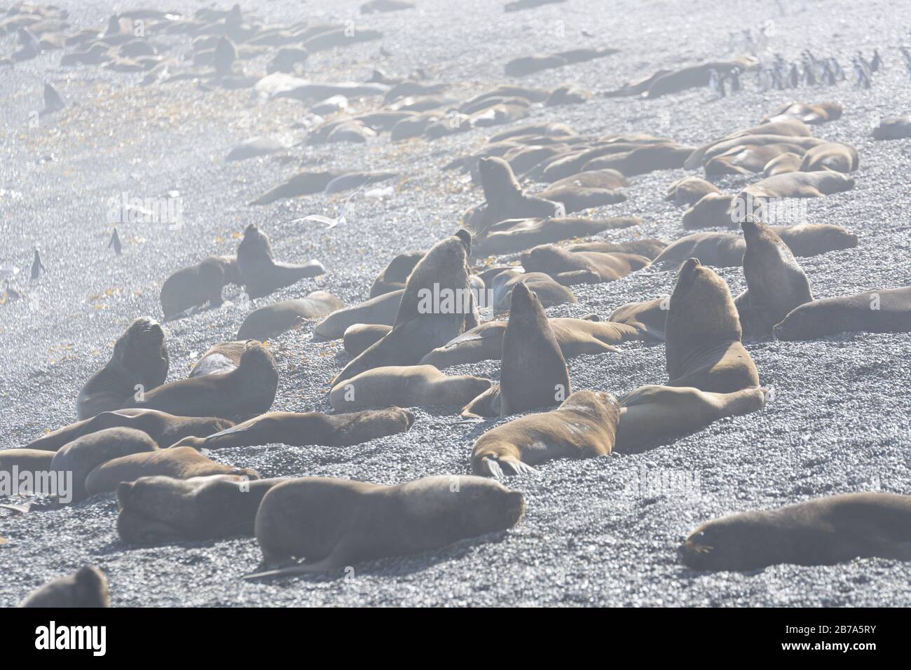 Eine große Kolonie südamerikanischer Seelöwen grüßt den Sonnenaufgang, Isla Pinguino, Puerto Deseado, Patagonien Argentinien Stockfoto