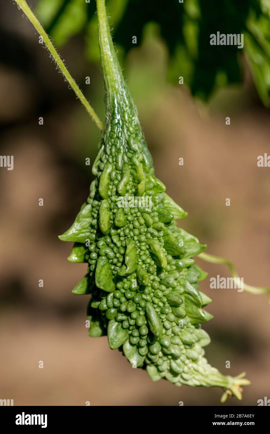 "Momordica charantia" bezeichnete bittere Melone, bittere Kürbisse oder bittere Kürbisse - selektive Fokussierung Stockfoto