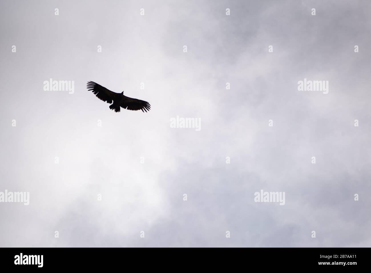 Geier fliegen in den Pyrenäen (Catllaràs Range, Pyrenäen, Katalonien, Spanien) ESP: Buitre leonado volando en la Sierra del Catllaràs, (Berguedà) Stockfoto