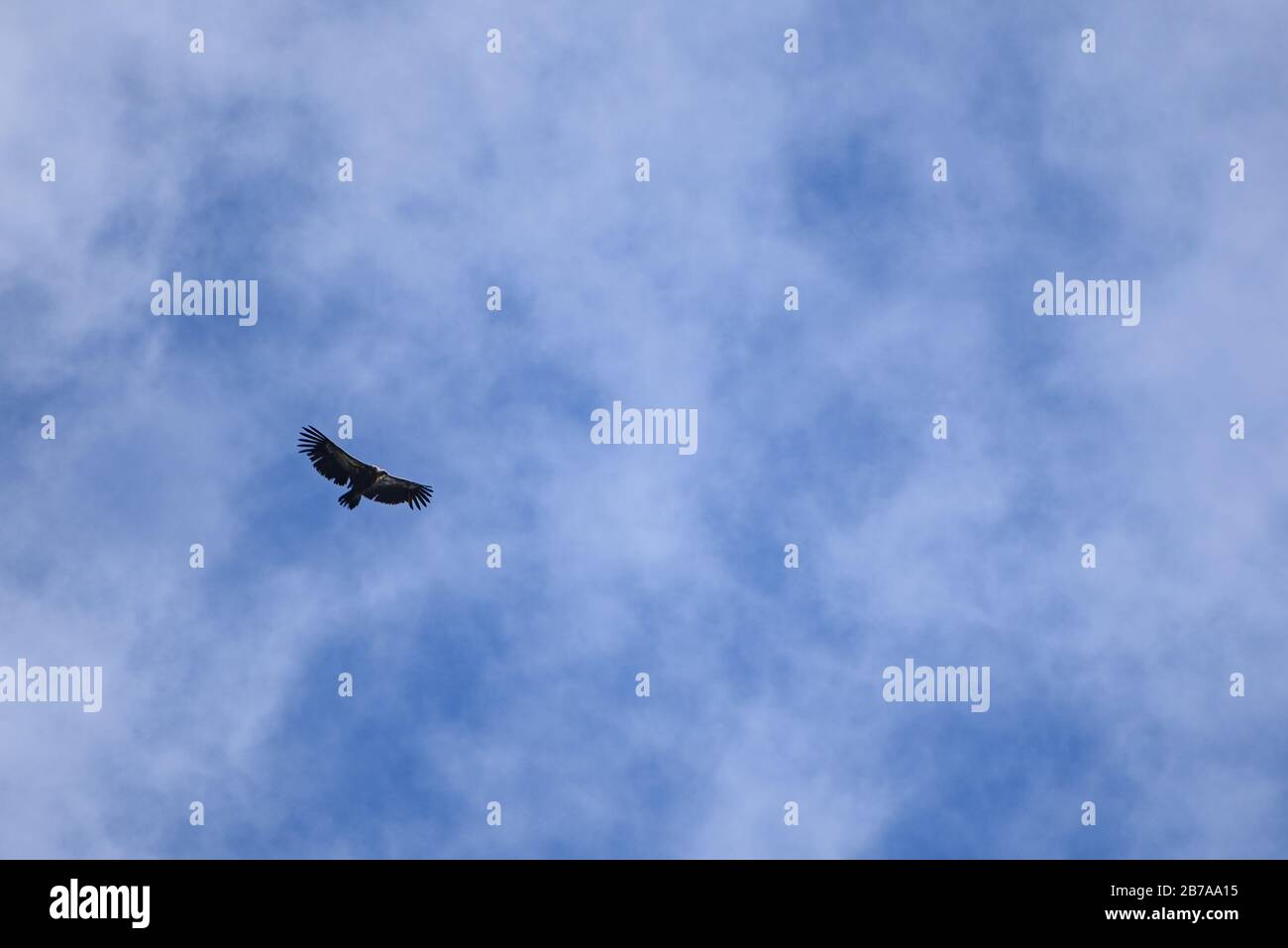 Geier fliegen in den Pyrenäen (Catllaràs Range, Pyrenäen, Katalonien, Spanien) ESP: Buitre leonado volando en la Sierra del Catllaràs, (Berguedà) Stockfoto