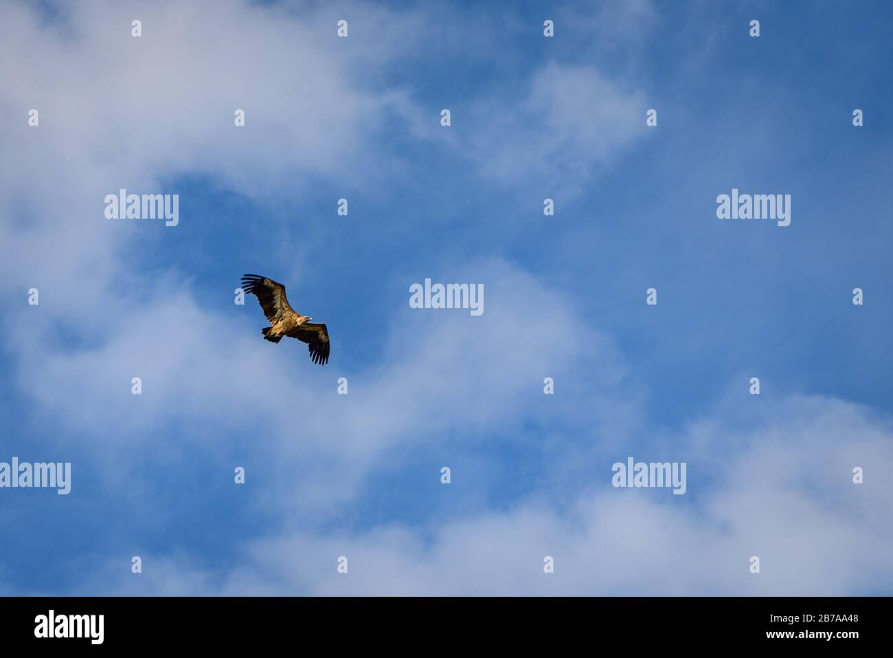 Geier fliegen in den Pyrenäen (Catllaràs Range, Pyrenäen, Katalonien, Spanien) ESP: Buitre leonado volando en la Sierra del Catllaràs, (Berguedà) Stockfoto