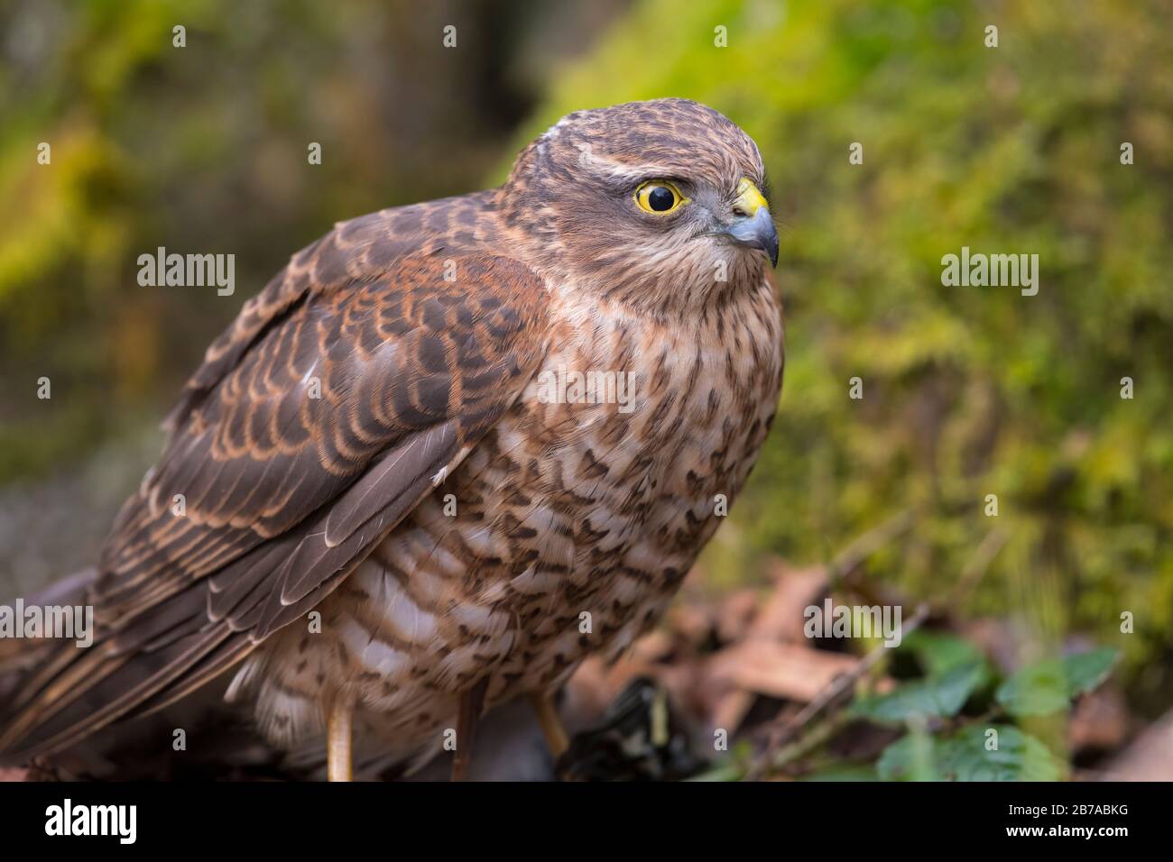 Juvenile Sparrowhawk, Accipiter nisus, Dumfries & Galloway, Schottland Stockfoto