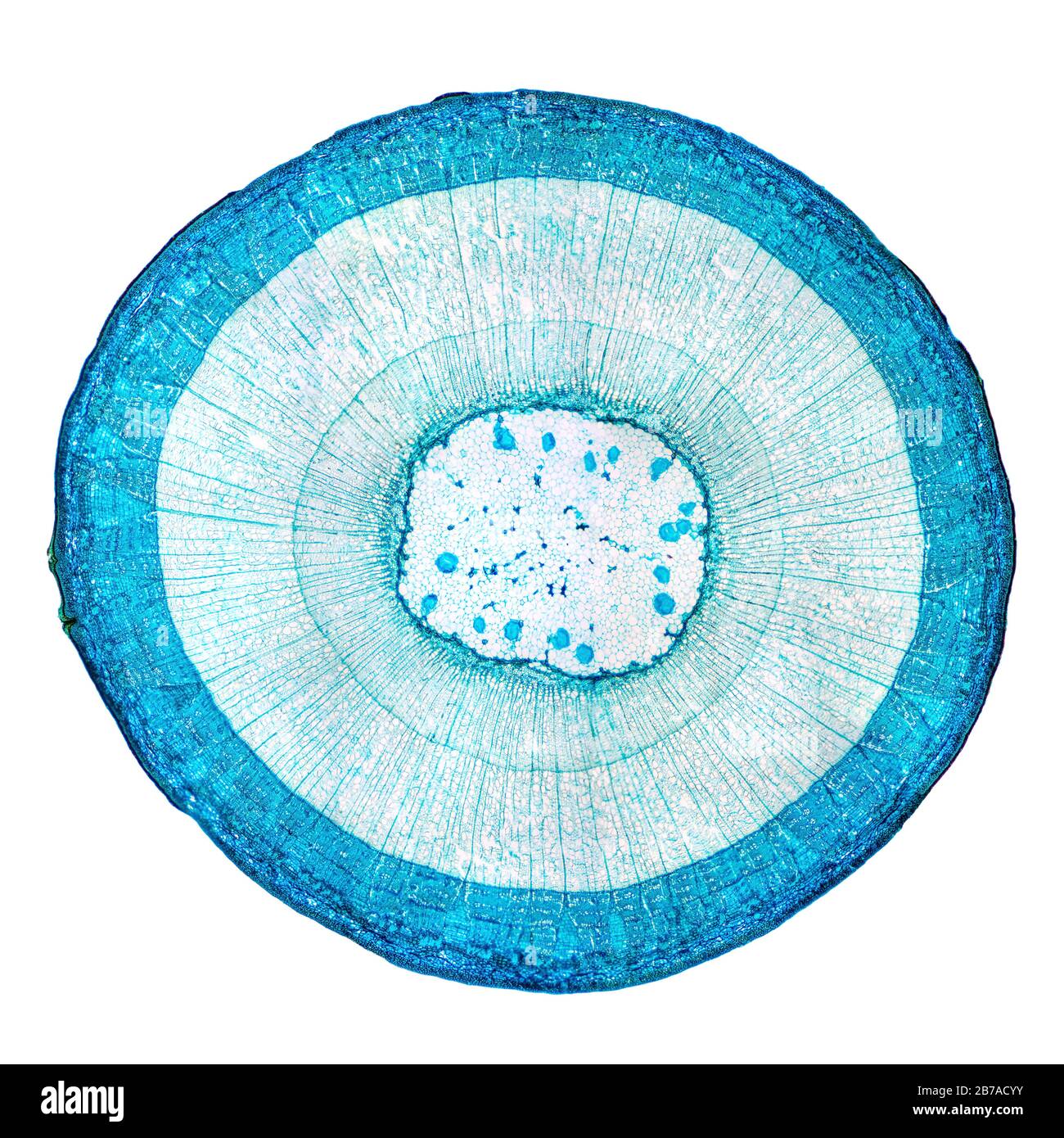 Stamm aus Holz Dicotyledon, vollständiger Querschnitt unter dem Mikroskop. Lichtmikroskop-Objektträger mit der Mikrosektion eines Holzstammes mit Gefäßbündeln. Stockfoto
