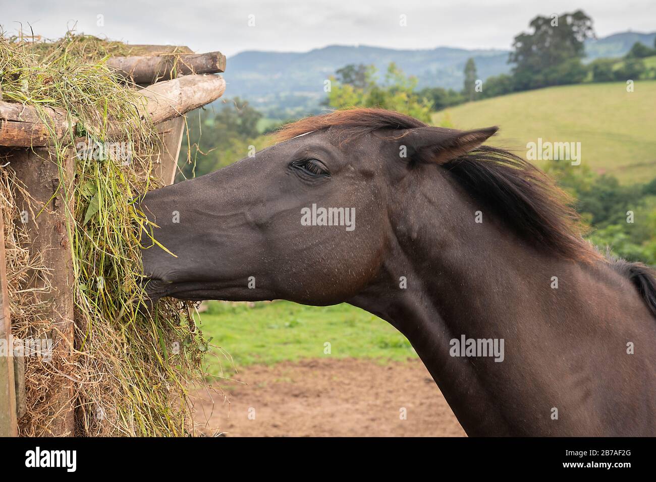 Braunes Pferd, das Heu auf dem Feld isst, Begriff der ländlichen, der Freiheit, der Natur Stockfoto