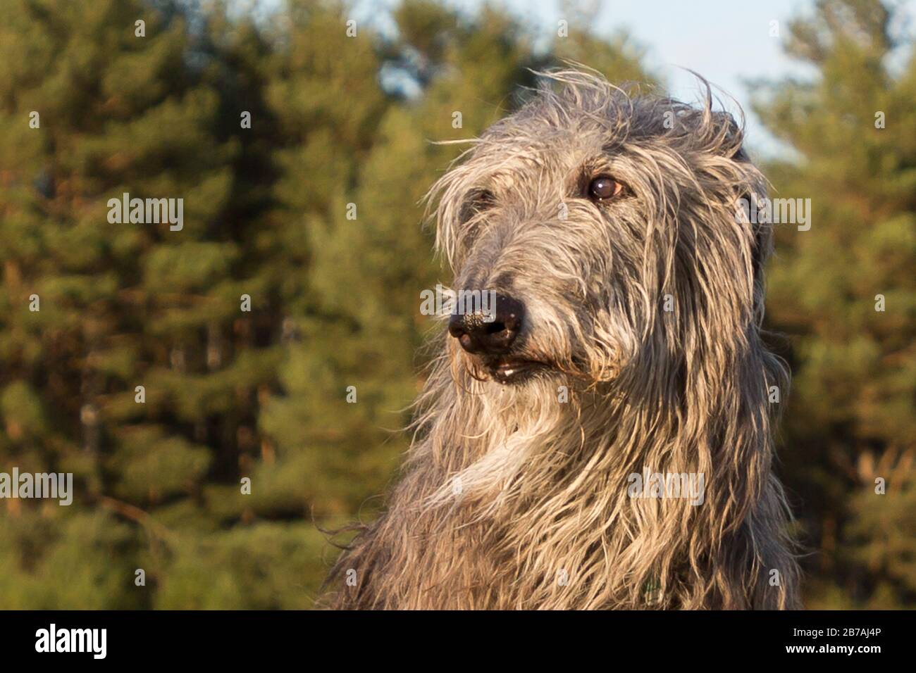 schottischer deerhund im Sonnenuntergang Stockfoto