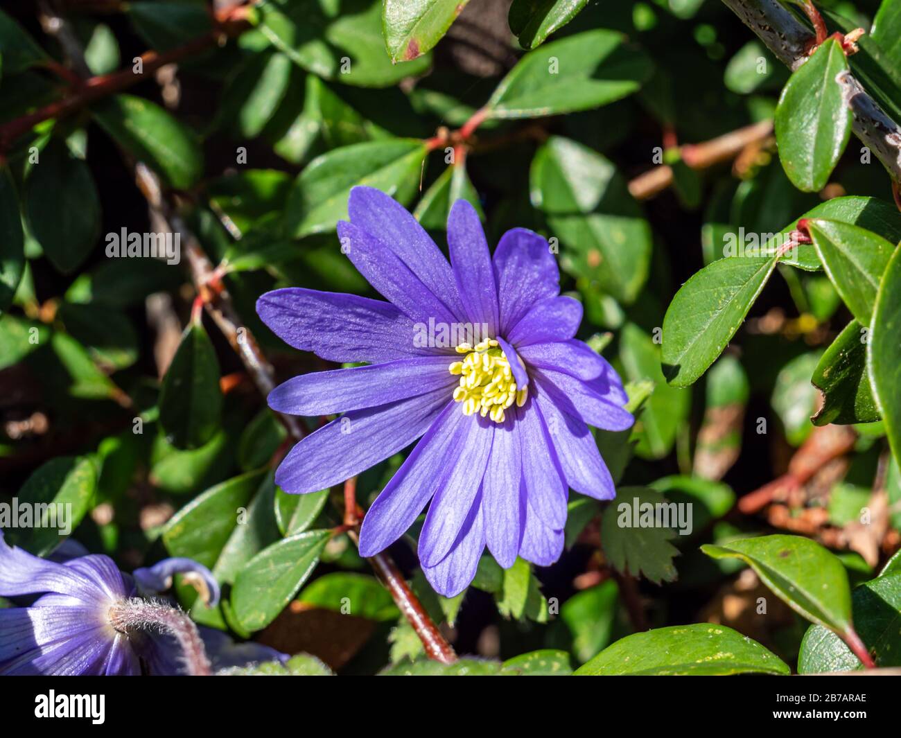 Balkan-Anemone-Panda blüht im Frühjahr Stockfoto