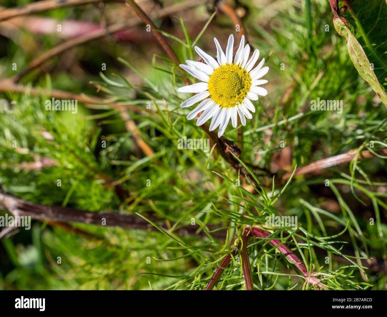 Feldkamille Anthemis arvensis im Frühjahr Stockfoto