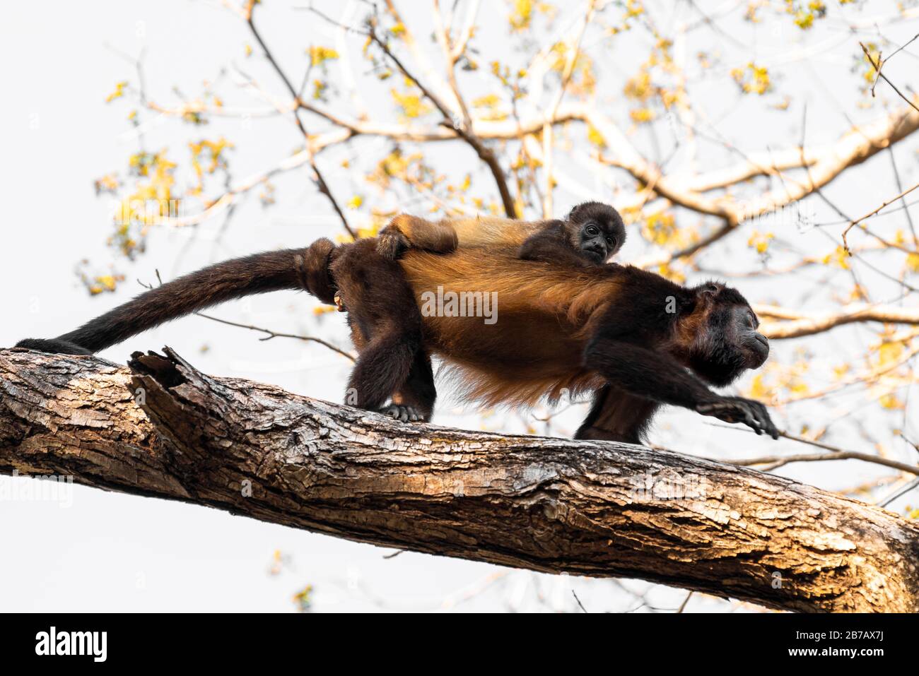 Azuero heult Affe mit Baby auf einem Baumzweig Stockfoto