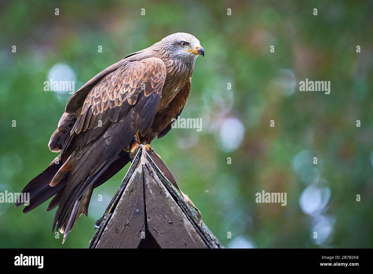 Black Kite (Milvus migrans) Falconry Stockfoto