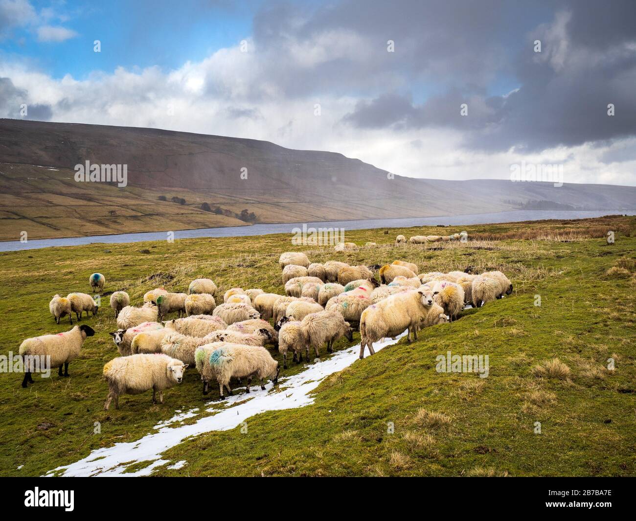 Eine Schafherde am Scar House Reservoir. Yorkshire Stockfoto