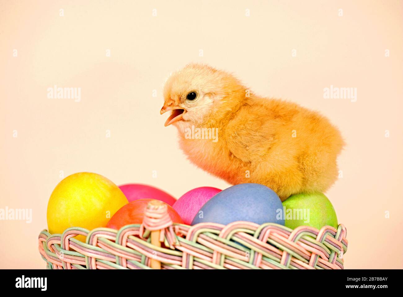 Entzückendes Baby-Huhn im Osterkorb mit farbigen Eiern. Stockfoto