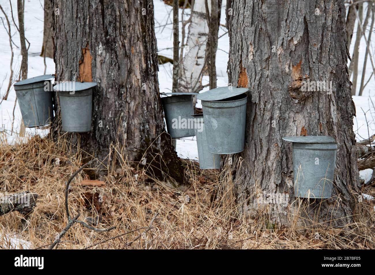 Ahorn-sap-Sammelbecher, die an einem großen alten Ahorn-Baum hängen, um sap für die Herstellung von Ahorn-Sirup in den Adirondack Mountains NY USA im späten Winter zu sammeln Stockfoto