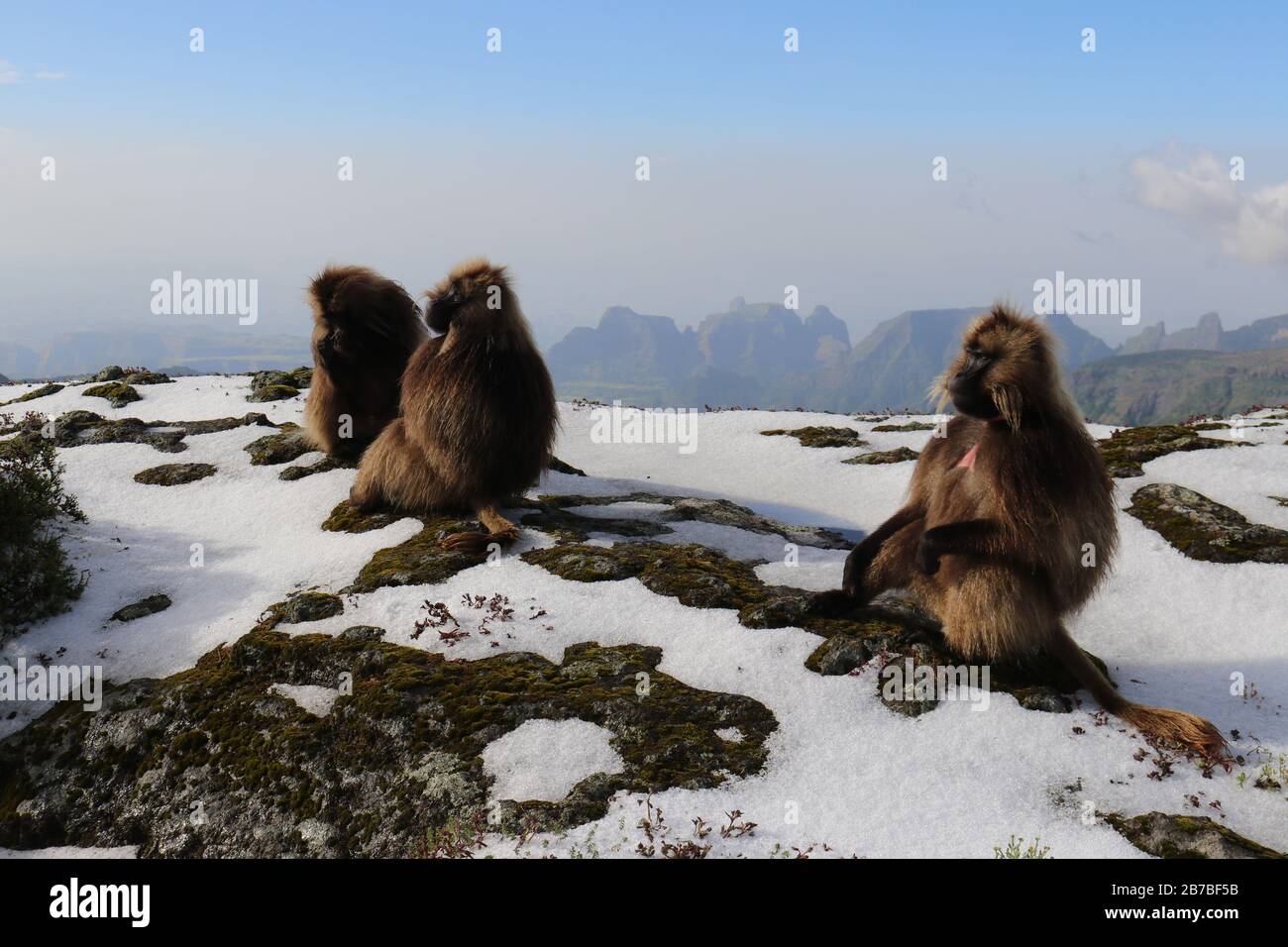 Gelada-Affen im Morgenschnee in Äthiopien in den Simien-Bergen Stockfoto