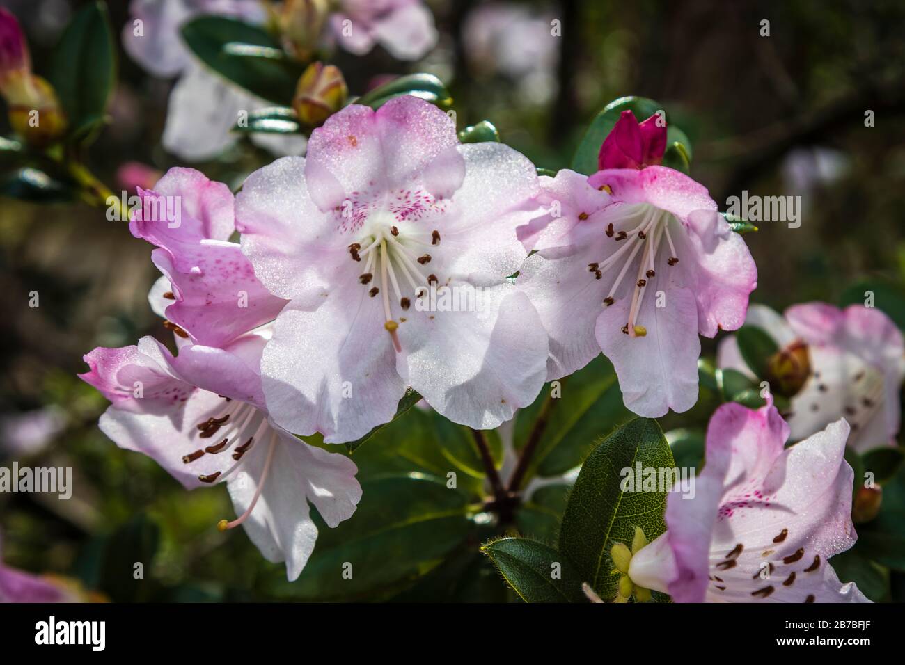 Nahaufnahme der Blumen einer hellrosa bis weißen Rhodendron-Blüte im Frühjahr in Surrey, Südostengland, Großbritannien Stockfoto