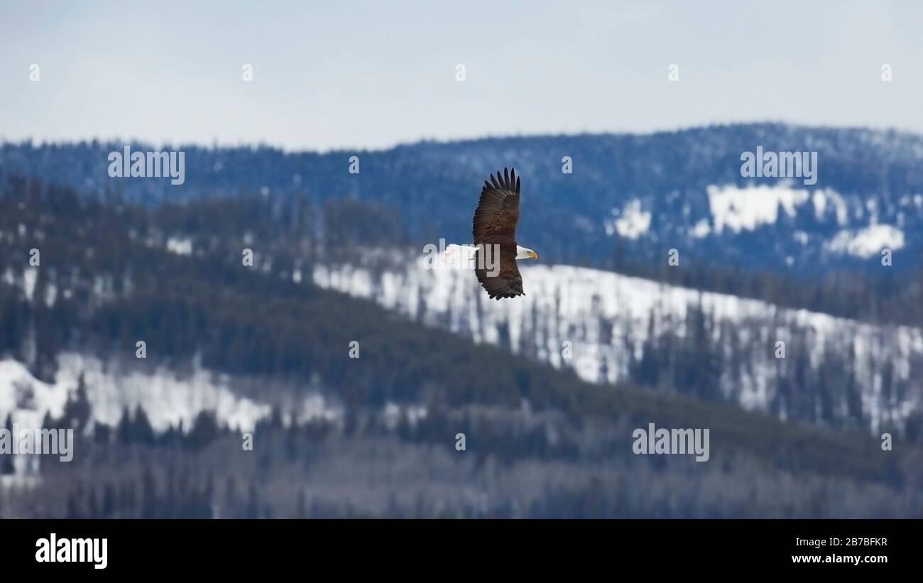 Glatze Eagle in der Flucht, die über die bewaldete Winterwildlandschaft steigt. Stockfoto
