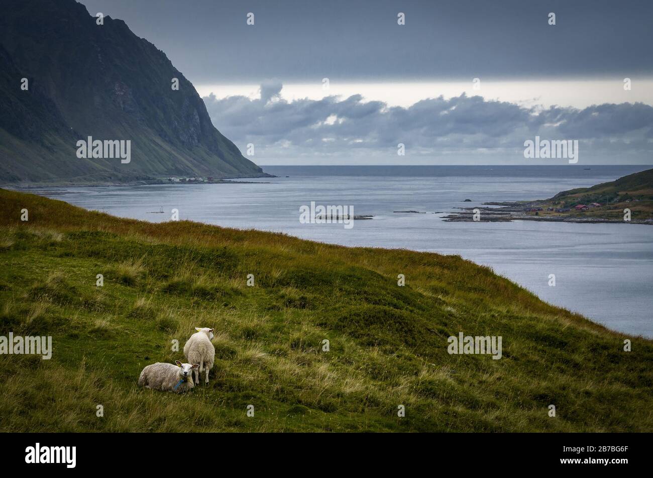 Nordische Landschaft mit Schafen an einem düsteren Tag, Vestvågøya, Lofoten Inseln, Norwegen Stockfoto