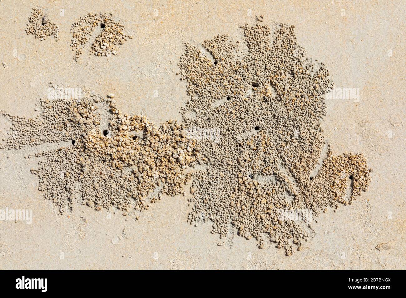 Sand Bubbler Krabben in Burschen und mit den zufütterenden Sandkugeln, im indo-pazifik-strand am Andaman Strand, Langkawi, Malaysia, Asien. Stockfoto