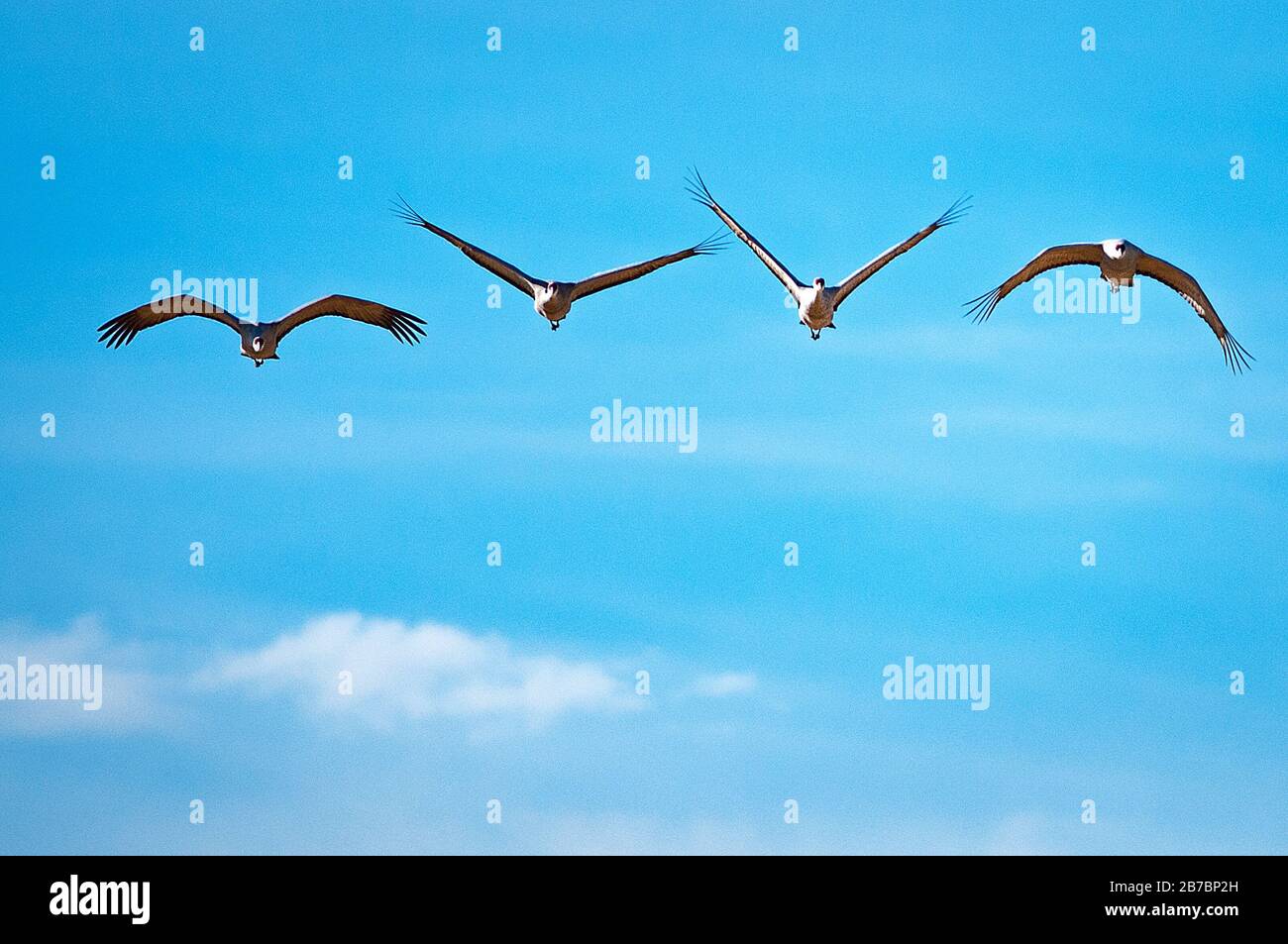 Colorado, USA. März 2020. Sandhill Krane im Flug. Jedes Frühjahr wandern mehr als 20.000 Sandhill Krane durch das San Luis Valley in Colorado. Mehrere Wochen anhalten und sich von Ende Februar bis Anfang April auf frisch geschnittenen Feldern ernähren, tanken die Krane wieder auf, bevor sie nordwärts zu ihren Sommerfeldern in Wyoming und Montana fliegen. Monte Vista National Wildlife Refuge, Monte Vista, Colorado. Credit: Cal Sport Media/Alamy Live News Stockfoto