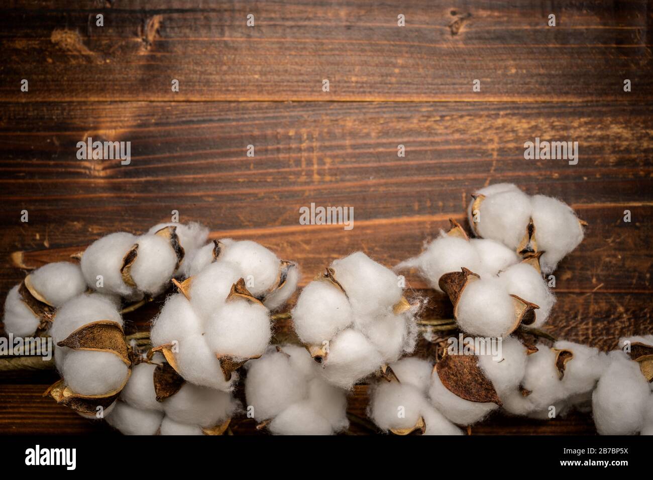 Reife Baumwollschüsseln auf Holzhintergrund Stockfoto