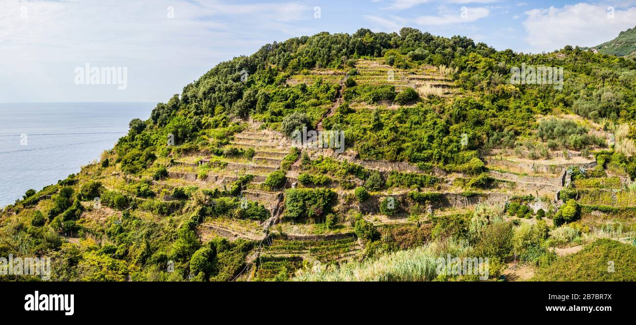 Die terrassenförmigen Hügel in der Nähe von Corniglia, Italien in der Cinque Terra. Stockfoto